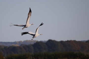 scenic view of flying cranes in nature