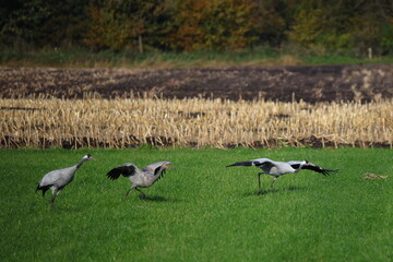 Obraz na płótnie Canvas take off of cranes in the fields