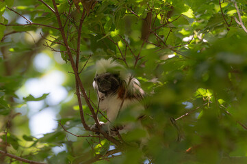 Lisztaffe im Baum