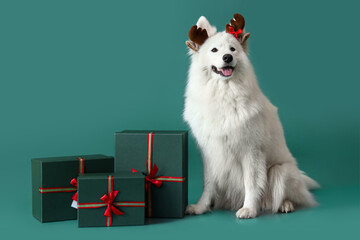 Cute Samoyed dog with Christmas gifts on color background