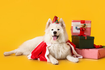 Cute Samoyed dog in Santa costume and with Christmas gifts on color background