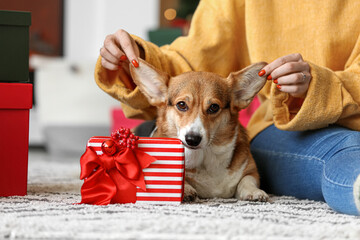 Woman with cute Corgi dog and Christmas gift at home