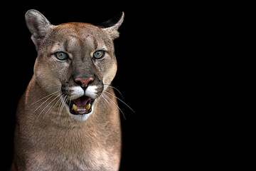 Puma close up portrait isolated on black background.American cougar.