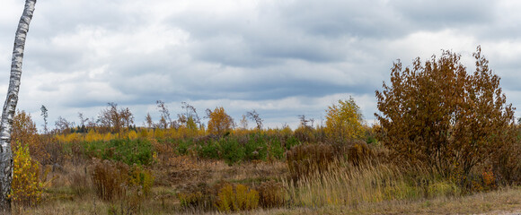 Autumn panorama. A copse of young trees a grassy field of bushes a gray overcast sky stretched across. Nature concept.