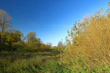 grassland and woodland in the wetlands