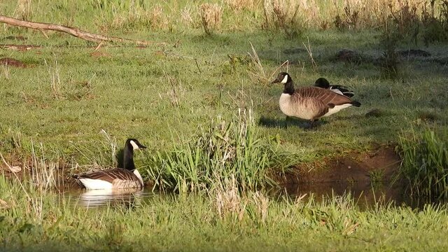 Kanadagans&nbsp;(Branta canadensis)