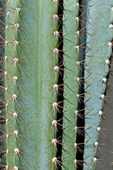 Green cactus on desert garden