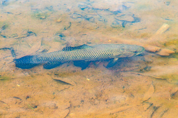 Traíra fish or freshwater wolf fish under clear lake water in selective focus.