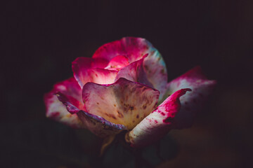 close up of a pink rose