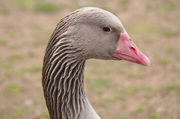 Close Up of Young Goose