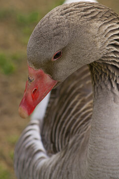 Closeup of a Young Goose