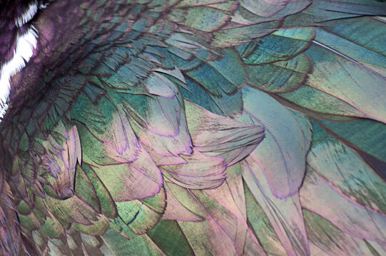 Feather Background