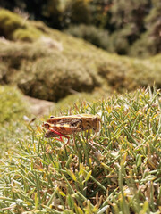 Grasshopper in grass on meadow in summer morning