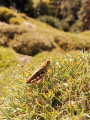 Grasshopper in grass on meadow in summer morning