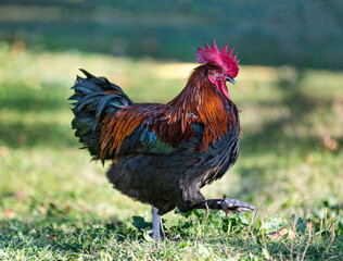 chicken in garden