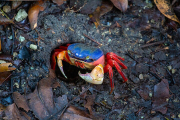 Red Crab at swamp