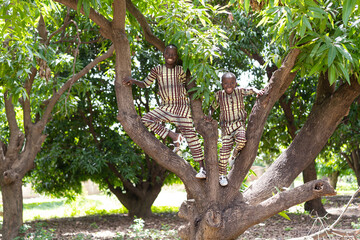 Two carefree smiling black boys having fun climbing up a tree on a West African mango plantation