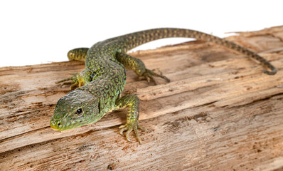 Western green lizard