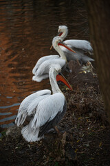 three white pelicans sitting near the pond