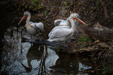 three white pelicans sitting near the pond