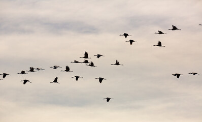 Flight of migrating cranes in cloud sky. High quality photo