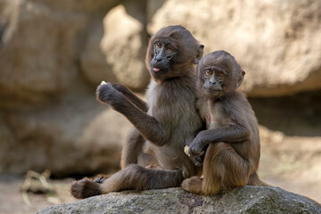 Geladas (Theropithecus gelada) monkeys close up