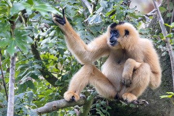 Obraz premium Yellow-cheeked gibbon (Nomascus gabriellae) on green tree