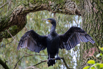 Great cormorant (Phalacrocorax carbo) close up image