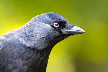 close up profile of a black jackdaw (Corvus monedula)