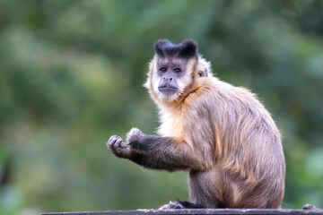 The tufted capuchin (Sapajus apella), also known as brown capuchin, black-capped capuchin, or pin monkey