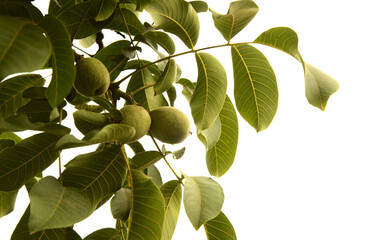 Flora of Gran Canaria -  nuts of Juglans regia, Persian walnut, introduced species in Canaries
