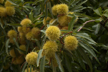 Flora of Gran Canaria - fruit of Castanea sativa, the sweet chestnut, introduced species