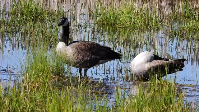 Kanadagans&nbsp;(Branta canadensis)