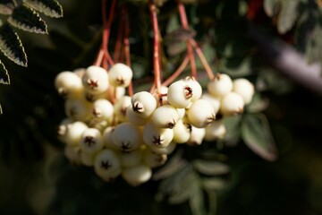 Berries of the rowan Sorbus fruticosa
