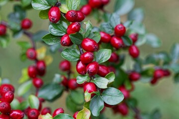 Fruits of a spreading cotoneaster, Cotoneaster divaricatus