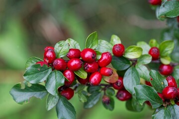 Fruits of a spreading cotoneaster, Cotoneaster divaricatus