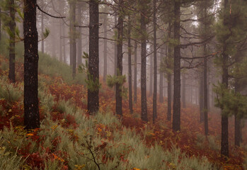 Flora of Gran Canaria -  Pinus canariensis, fire-resistant Canary pine, 
able to recuperate after wildfire, zone affected by a 
wildfire, burnt trunks
