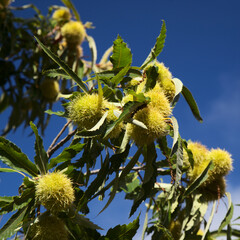Flora of Gran Canaria - Castanea sativa, the sweet chestnut, introduced species, natural background
