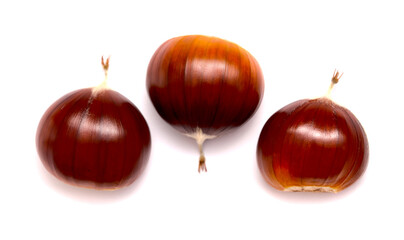 Flora of Gran Canaria - fruit of Castanea sativa, the sweet chestnut, introduced species, isolated on white 

