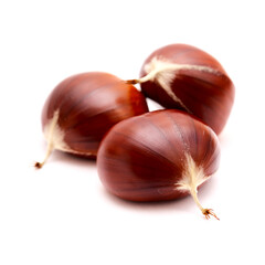 Flora of Gran Canaria - fruit of Castanea sativa, the sweet chestnut, introduced species, isolated on white 

