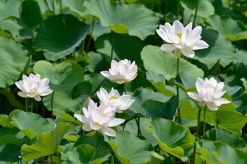 ハスの花