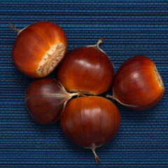 Flora of Gran Canaria - fruit of Castanea sativa, the sweet chestnut, introduced species