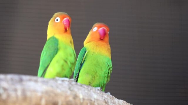 A Pair of Fischer&rsquo;s Lovebirds
