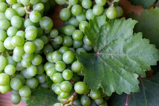Unripe green grapes, grapevine with leaves (Turkish name; koruk)
