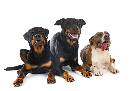 large dogs in studio