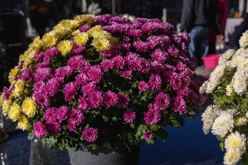 Chrysanthemums on a Wolski Cemetery in Wola district of Warsaw, Poland before All Saints Day