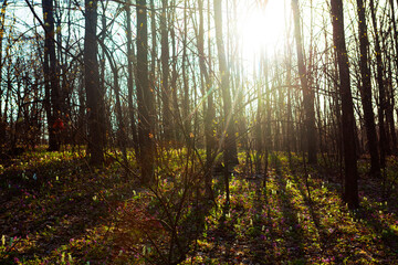 Springtime forest . Spring bare trees with sun light 
