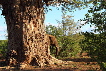 Affenbrotbaum und Elefant / Baobab and Elephant / Adansonia digitata et Loxodonta africana