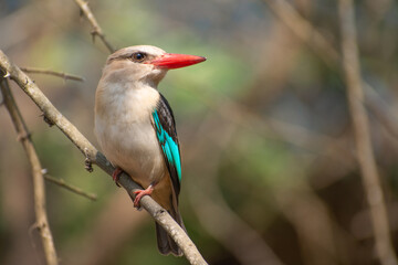 Brown-hooded kingfisher