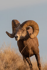 bighorn ram against the sky